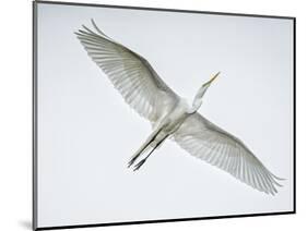 Alligator Zoo, St. Augustine, Florida. Great Egret in Flight-Rona Schwarz-Mounted Photographic Print