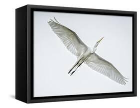 Alligator Zoo, St. Augustine, Florida. Great Egret in Flight-Rona Schwarz-Framed Stretched Canvas