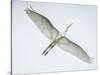 Alligator Zoo, St. Augustine, Florida. Great Egret in Flight-Rona Schwarz-Stretched Canvas