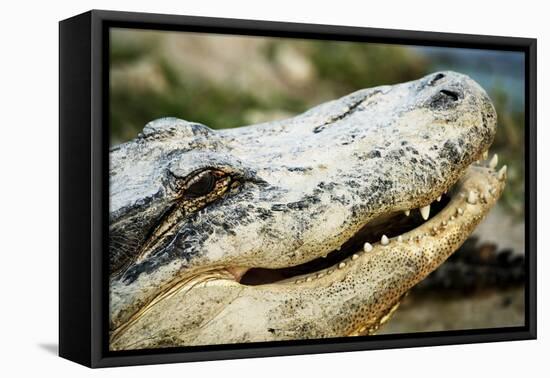 Alligator-null-Framed Stretched Canvas