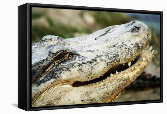 Alligator-null-Framed Stretched Canvas