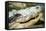 Alligator-null-Framed Stretched Canvas