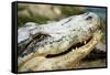 Alligator-null-Framed Stretched Canvas