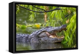 Alligator-Dennis Goodman-Framed Stretched Canvas