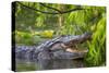Alligator-Dennis Goodman-Stretched Canvas