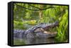 Alligator-Dennis Goodman-Framed Stretched Canvas