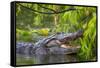 Alligator-Dennis Goodman-Framed Stretched Canvas