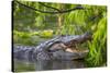 Alligator-Dennis Goodman-Stretched Canvas