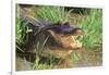 Alligator-DLILLC-Framed Premium Photographic Print