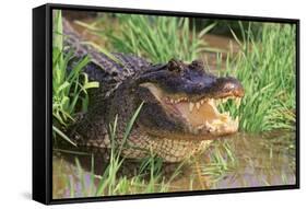 Alligator-DLILLC-Framed Stretched Canvas