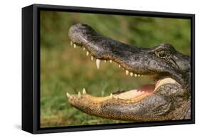 Alligator-DLILLC-Framed Stretched Canvas