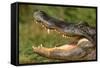 Alligator-DLILLC-Framed Stretched Canvas