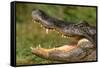 Alligator-DLILLC-Framed Stretched Canvas