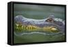 Alligator-DLILLC-Framed Stretched Canvas