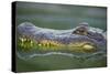 Alligator-DLILLC-Stretched Canvas