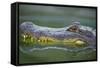 Alligator-DLILLC-Framed Stretched Canvas