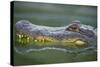 Alligator-DLILLC-Stretched Canvas