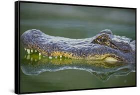 Alligator-DLILLC-Framed Stretched Canvas