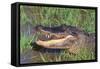 Alligator-DLILLC-Framed Stretched Canvas