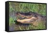 Alligator-DLILLC-Framed Stretched Canvas