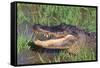 Alligator-DLILLC-Framed Stretched Canvas