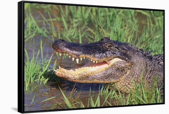 Alligator-DLILLC-Framed Stretched Canvas