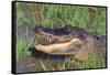 Alligator-DLILLC-Framed Stretched Canvas