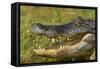 Alligator-DLILLC-Framed Stretched Canvas