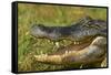 Alligator-DLILLC-Framed Stretched Canvas