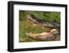 Alligator-DLILLC-Framed Premium Photographic Print