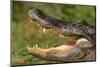 Alligator-DLILLC-Mounted Premium Photographic Print