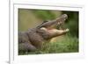 Alligator-DLILLC-Framed Photographic Print