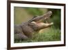 Alligator-DLILLC-Framed Photographic Print