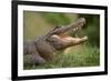 Alligator-DLILLC-Framed Photographic Print