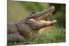 Alligator-DLILLC-Mounted Photographic Print