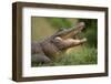 Alligator-DLILLC-Framed Photographic Print