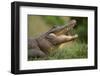 Alligator-DLILLC-Framed Photographic Print