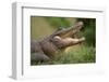 Alligator-DLILLC-Framed Photographic Print