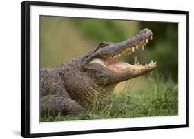 Alligator-DLILLC-Framed Photographic Print