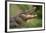 Alligator-DLILLC-Framed Photographic Print