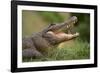 Alligator-DLILLC-Framed Photographic Print