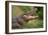 Alligator-DLILLC-Framed Photographic Print