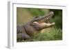 Alligator-DLILLC-Framed Photographic Print