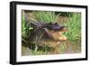 Alligator-DLILLC-Framed Photographic Print