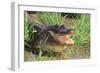 Alligator-DLILLC-Framed Photographic Print