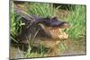 Alligator-DLILLC-Mounted Photographic Print