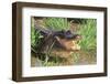 Alligator-DLILLC-Framed Photographic Print