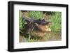 Alligator-DLILLC-Framed Photographic Print