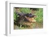 Alligator-DLILLC-Framed Photographic Print