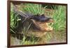 Alligator-DLILLC-Framed Photographic Print